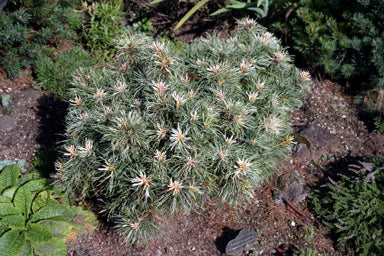 Pinus parviflora Tani mano yuki 