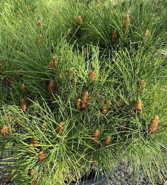 Pinus resinosa Morel 