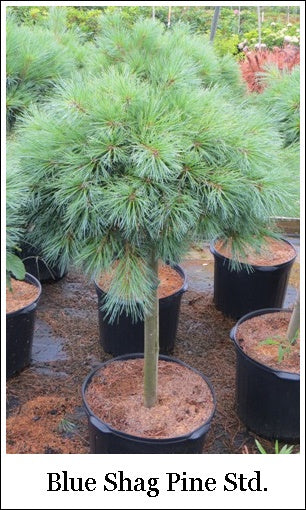 Pinus strobus Blue Shag std 