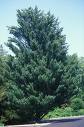 Pinus strobus Fastigiata 12&