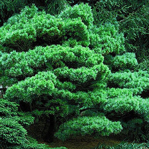 Pinus strobus Minuta 