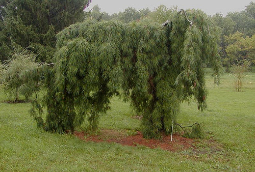 Pinus strobus Pendula 4&