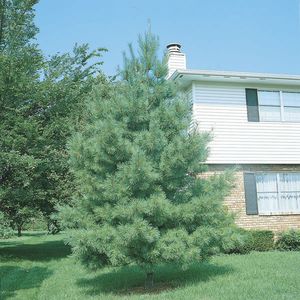 Pinus strobus 6&