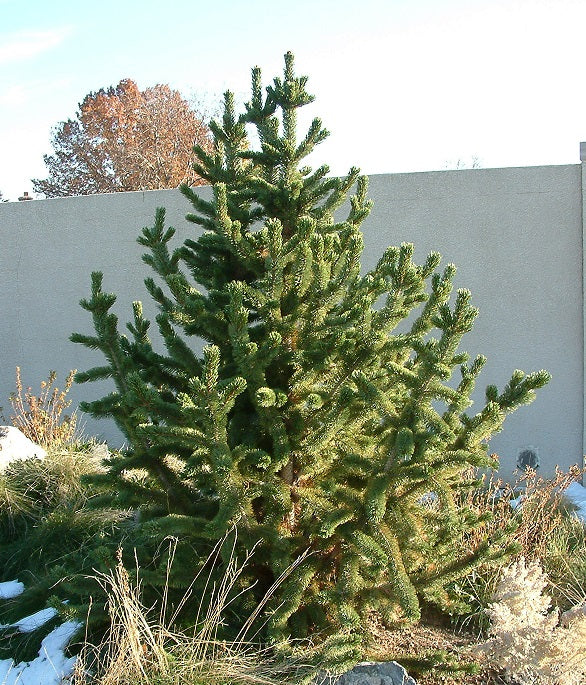 Pinus arist Horstmann 