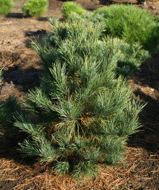 Pinus cembra Westerstede 