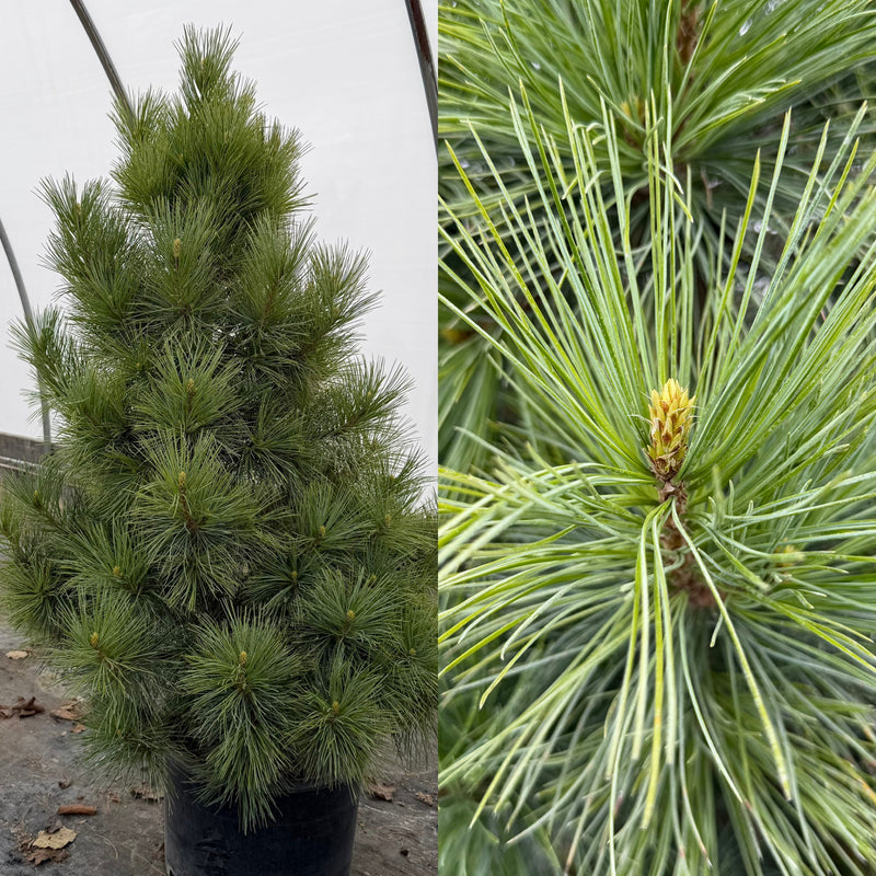 Pinus Cem Pinus cembra Westerstede #6 – The Siebenthaler Company