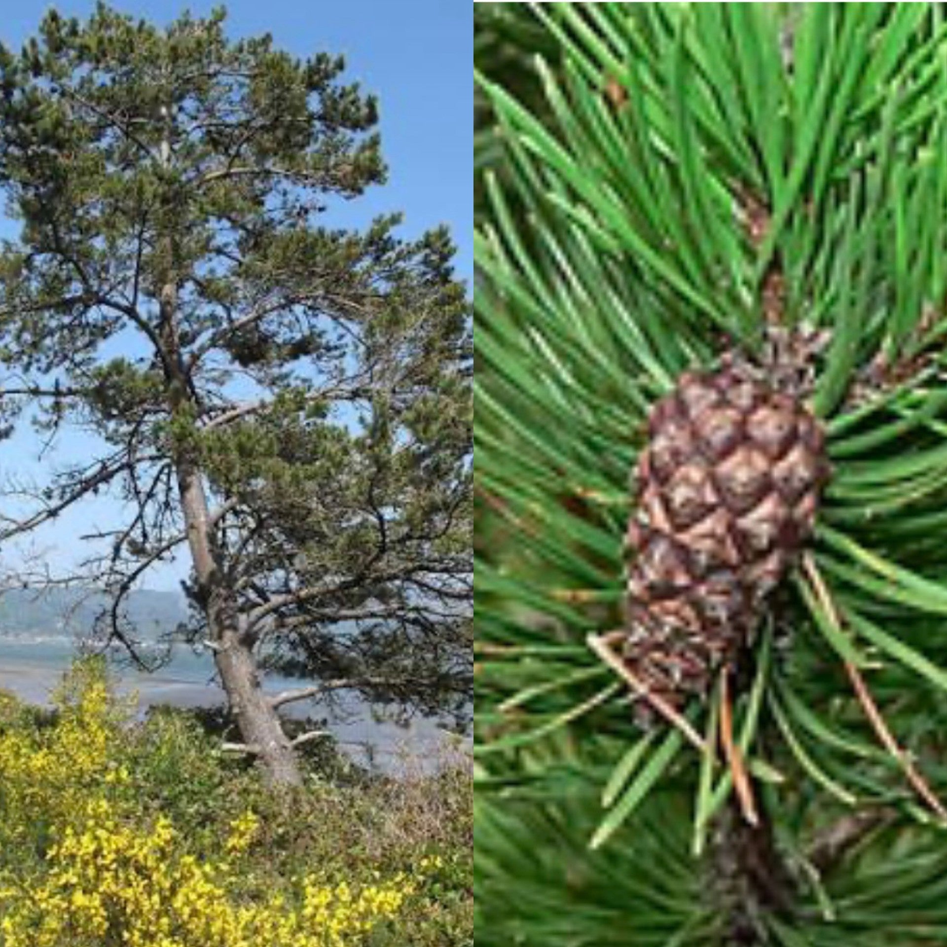 Pinus contorta var contorta spec – The Siebenthaler Company