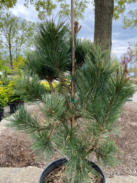 Pinus flex Cheyenne 