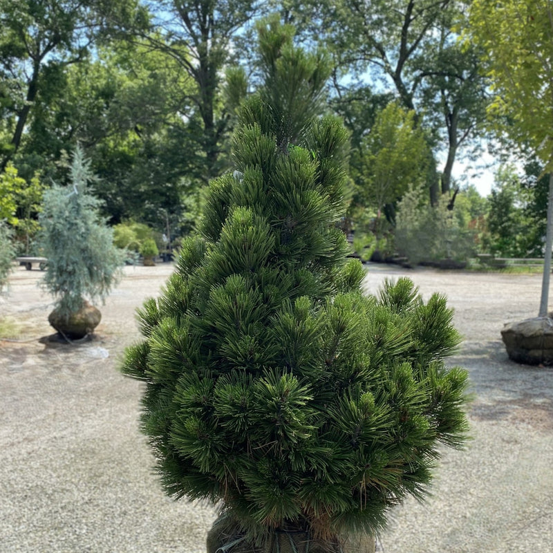 Pinus h l Compact Gem 