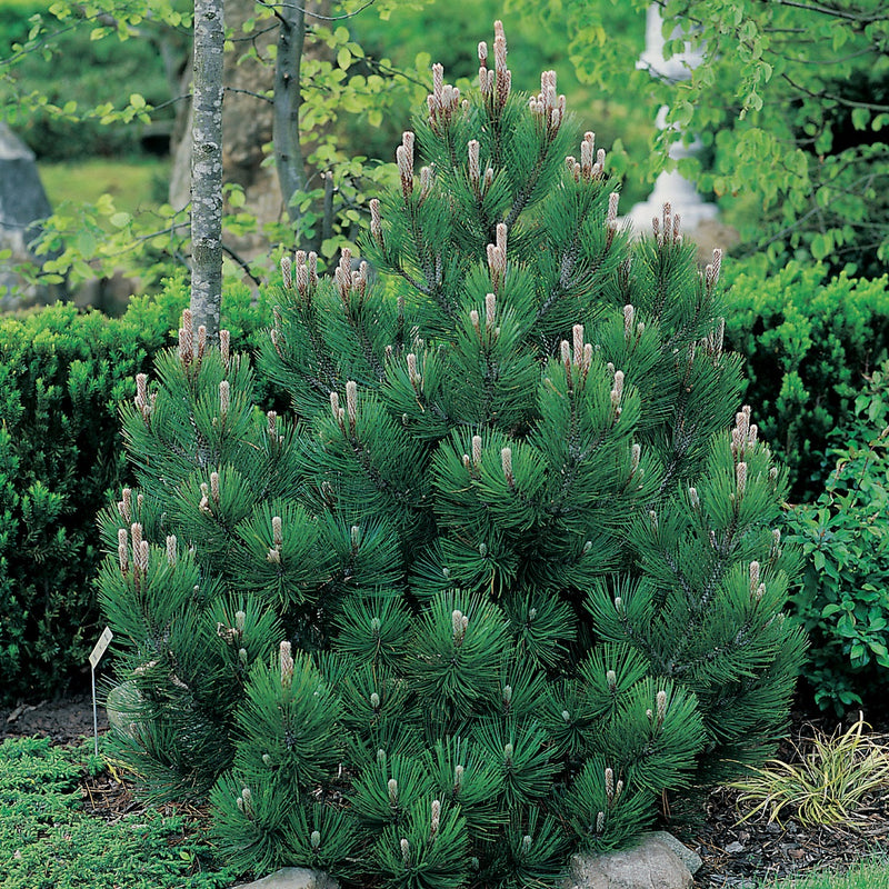 Pinus h l Compact Gem 