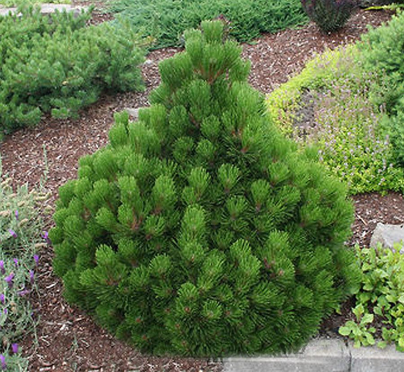 Pinus h l Banderica 