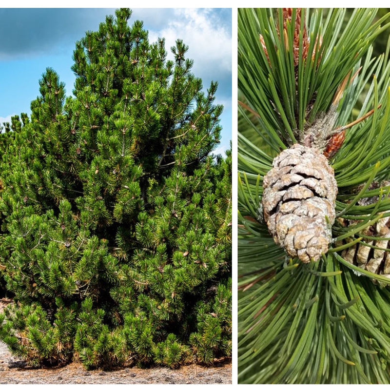 Pinus leucodermis 4&