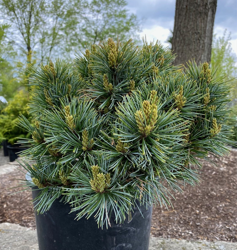 Pinus kor Blue Ball 