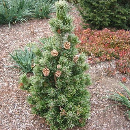 Pinus longaeva Sherwood Compacta 