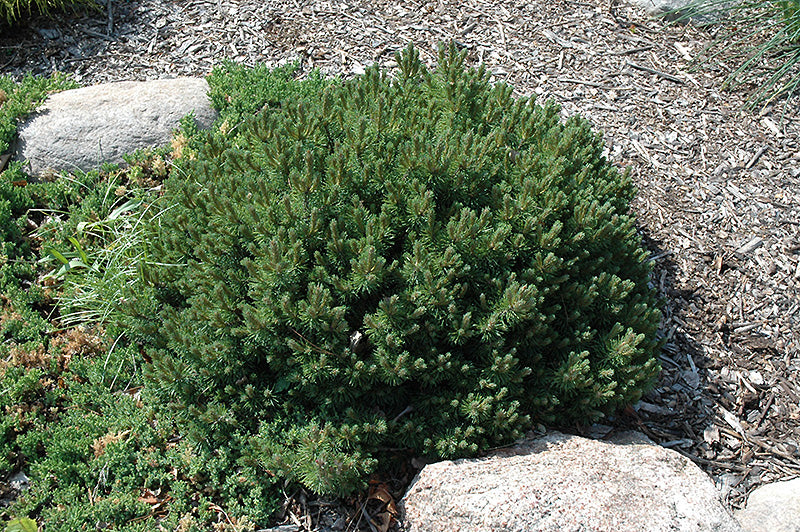 Pinus mugo Valley Cushion 