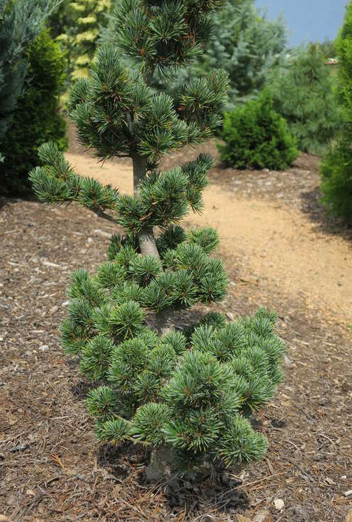 Pinus parviflora Aoi 