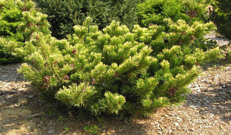 Pinus parviflora Goldilocks 