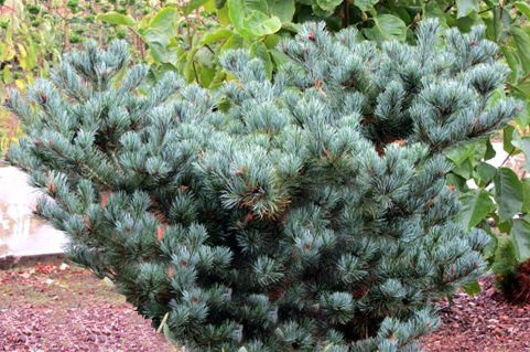 Pinus parviflora Kinpo 