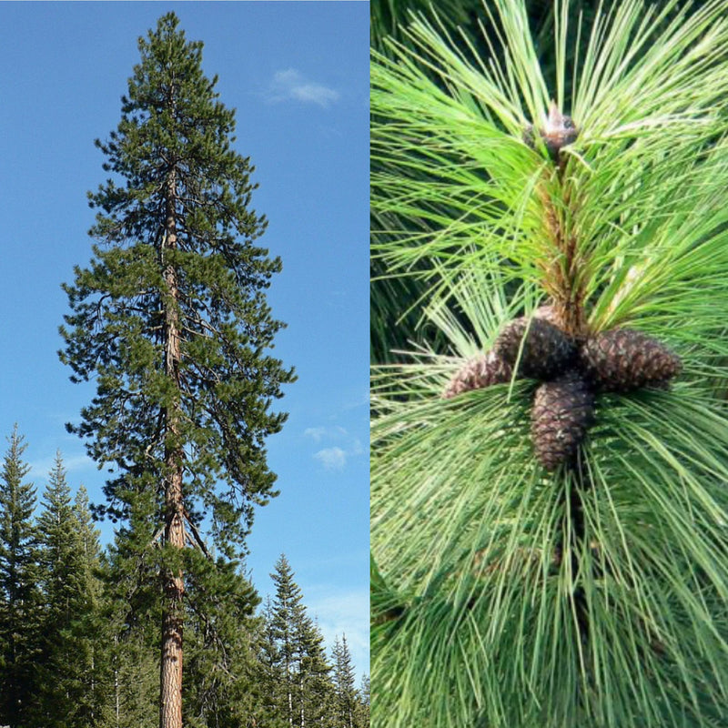 Pinus ponderosa 