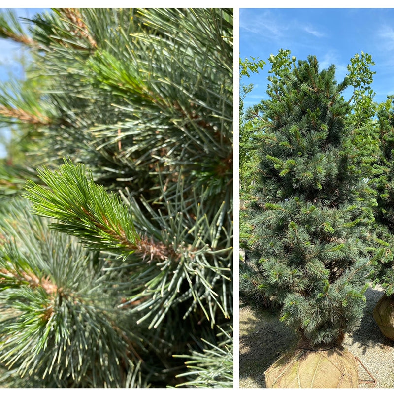 Pinus strobiformis Foxtail 6&