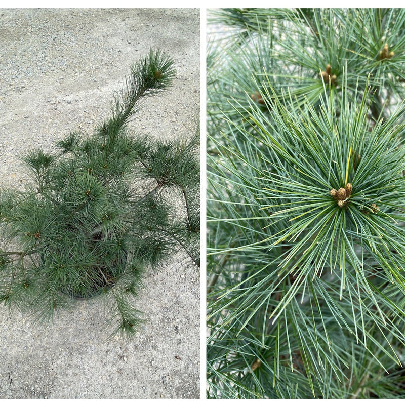 Pinus strobus Ground Hugger 