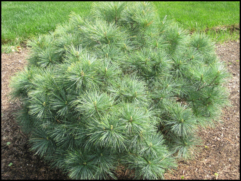 Pinus strobus Blue Shag 