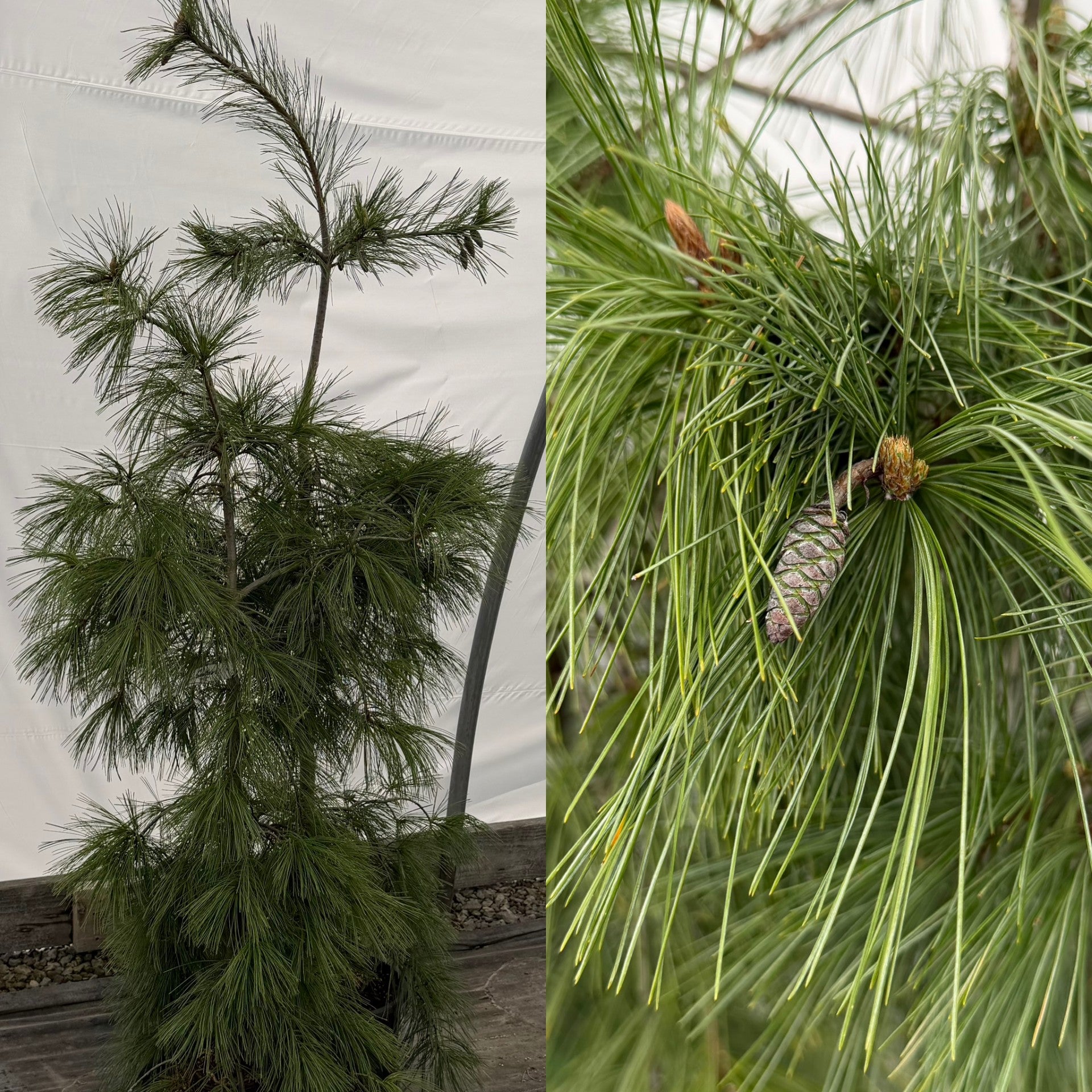 Pinus strobus Pendula 3' – The Siebenthaler Company