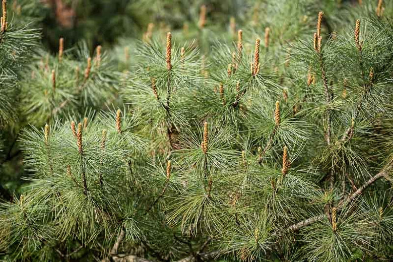 Pinus syl Pumila 