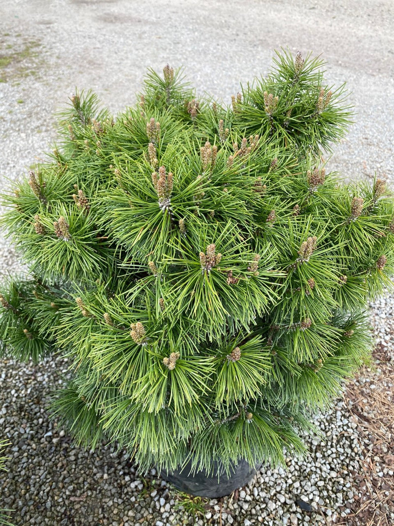 Pinus mugo Big Tuna 