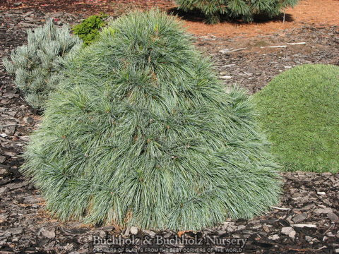 Pinus schwer Wiethorst spec