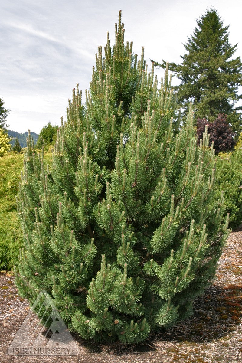 Pinus mugo Tannenbaum 