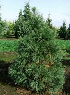 Pinus wall nana 