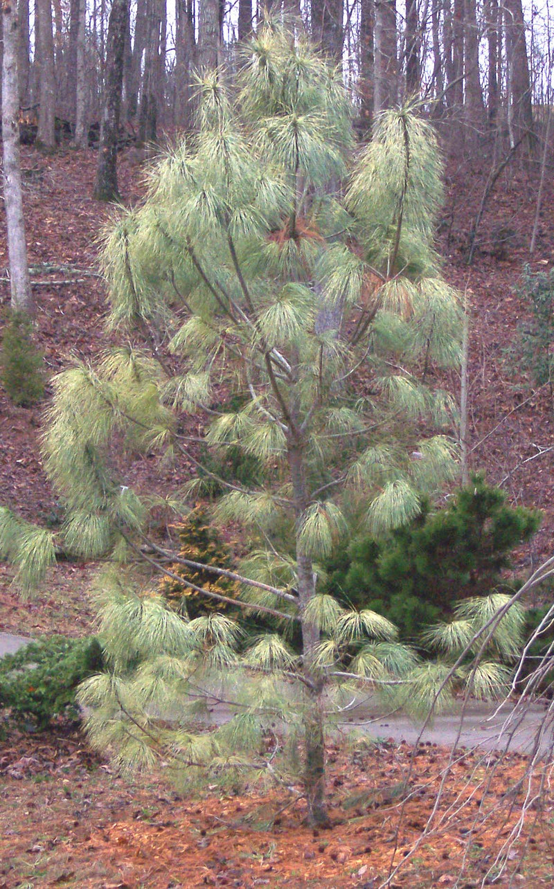 Pinus wall Zebrina 