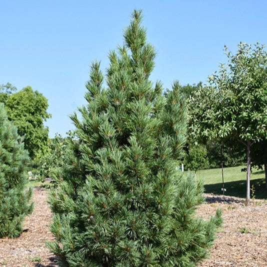 Pinus cembra Chalet 