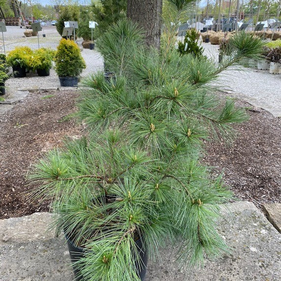 Pinus strobus Niagra Falls 