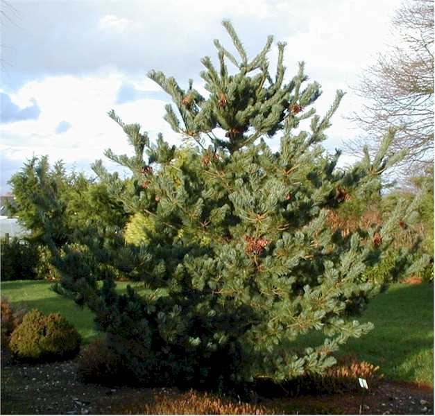 Pinus parviflora Glauca Brevifolia 