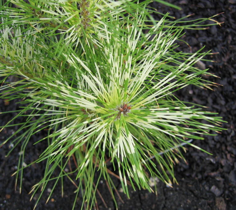 Pinus densiflora Golden Ghost 