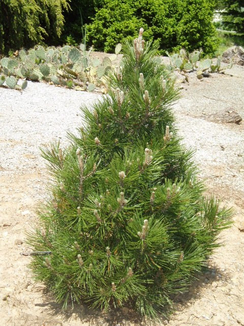 Pinus h l Irish Bell 