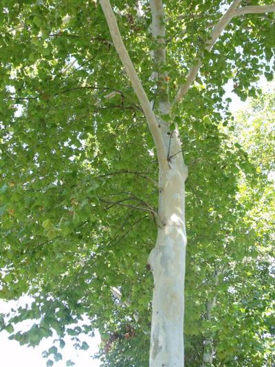 Platanus occ Silverwood 