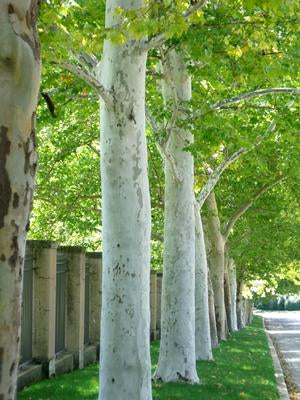 Platanus a Rockford Road 