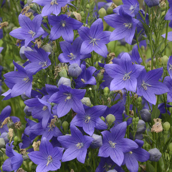 Platycodon Fuji Blue 