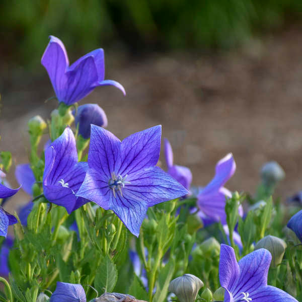 Platycodon Sentimental Blue 