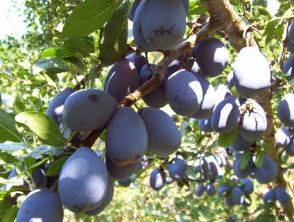 Fruit-Plum-French Prune 