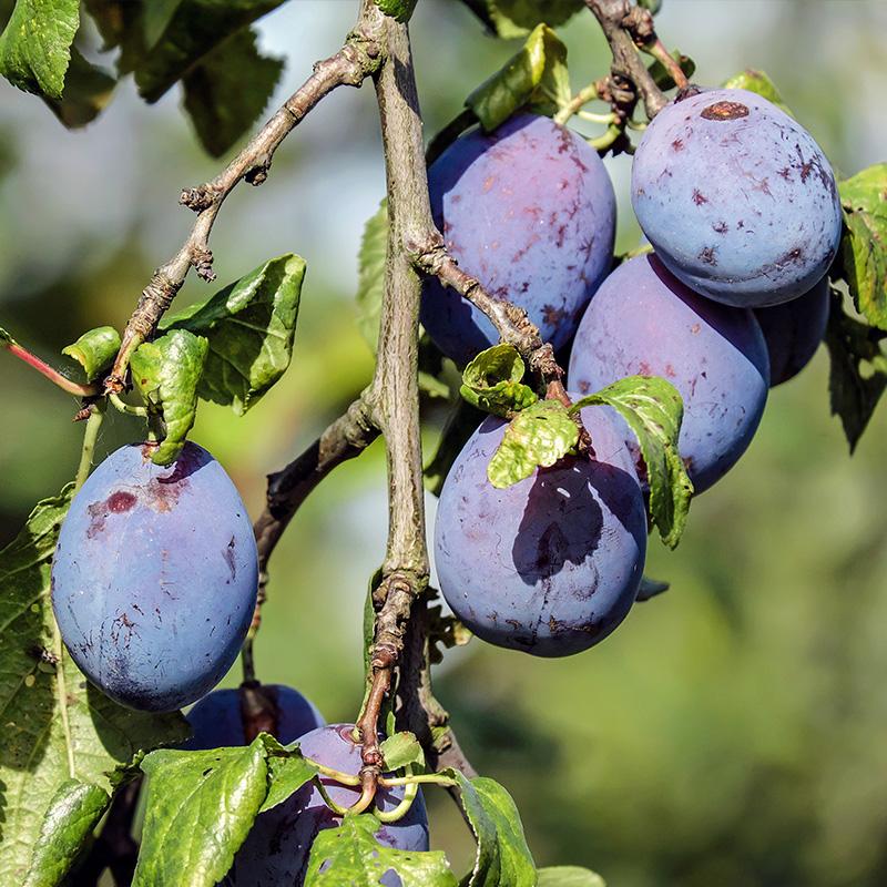 Fruit-Plum-Mount Royal 