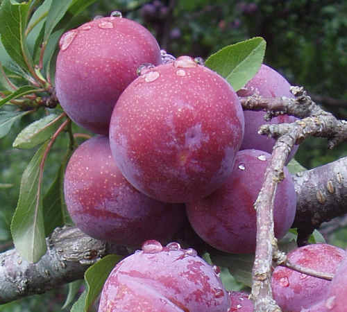 Fruit-Plum-Methley semidwf 