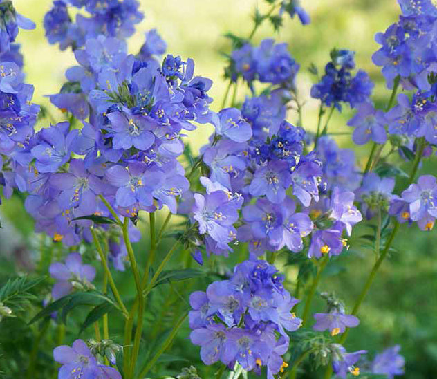 Polemonium reptans 