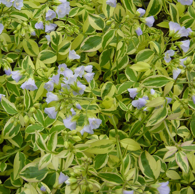 Polemonium reptans Stairway to Heaven 