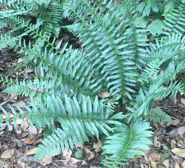 Fern-Polystichum acrostichoides 