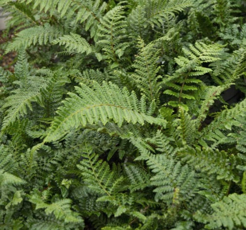 Fern-Polystichum polyblepharum 