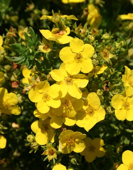 Potentilla f Gold Drop 